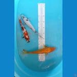 kinginrin 28cm-30cm