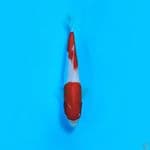 KOHAKU 25 Cm