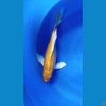 yambuki ogon 