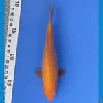 RED KARASHI (18CM)