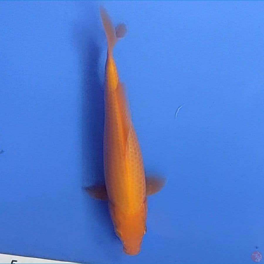 RED KARASHI (18CM)