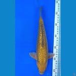 MIDORIGOI (28CM)