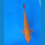 RED KARASHI GINRIN (16CM)