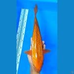 CHAGOI (39CM)