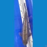 BLCK DIAMOND (30CM)