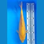 KARASHI GINRIN (26CM)