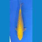 KARASHI GINRIN (26CM)