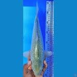 SORAGOI (31CM)