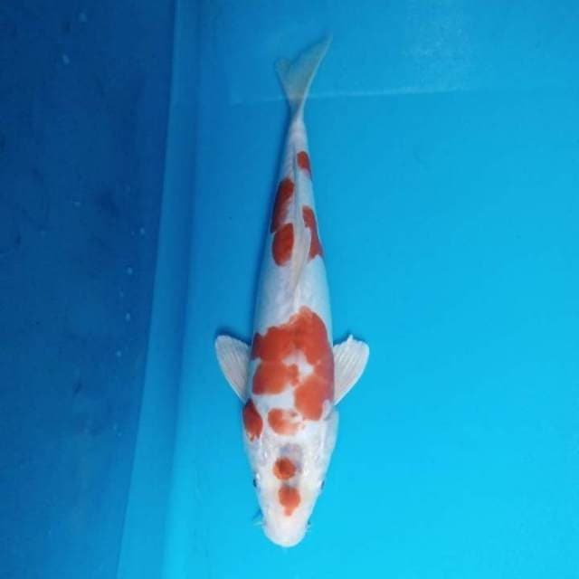 Hariwake