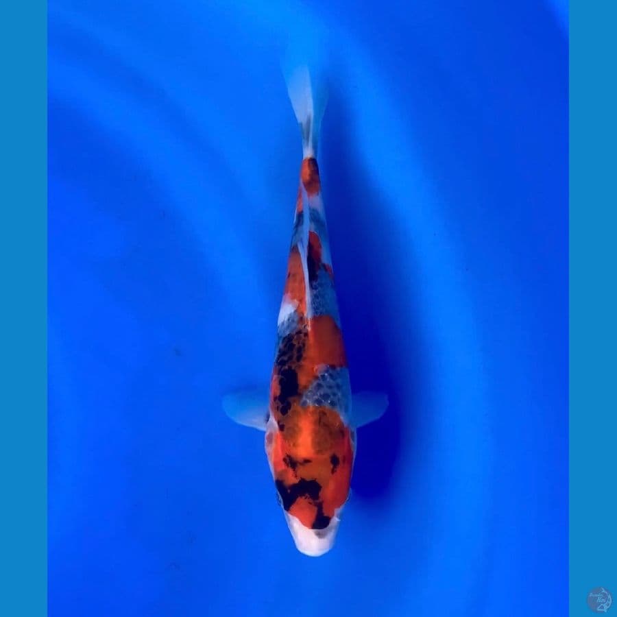 Rare Kage showa 25cm