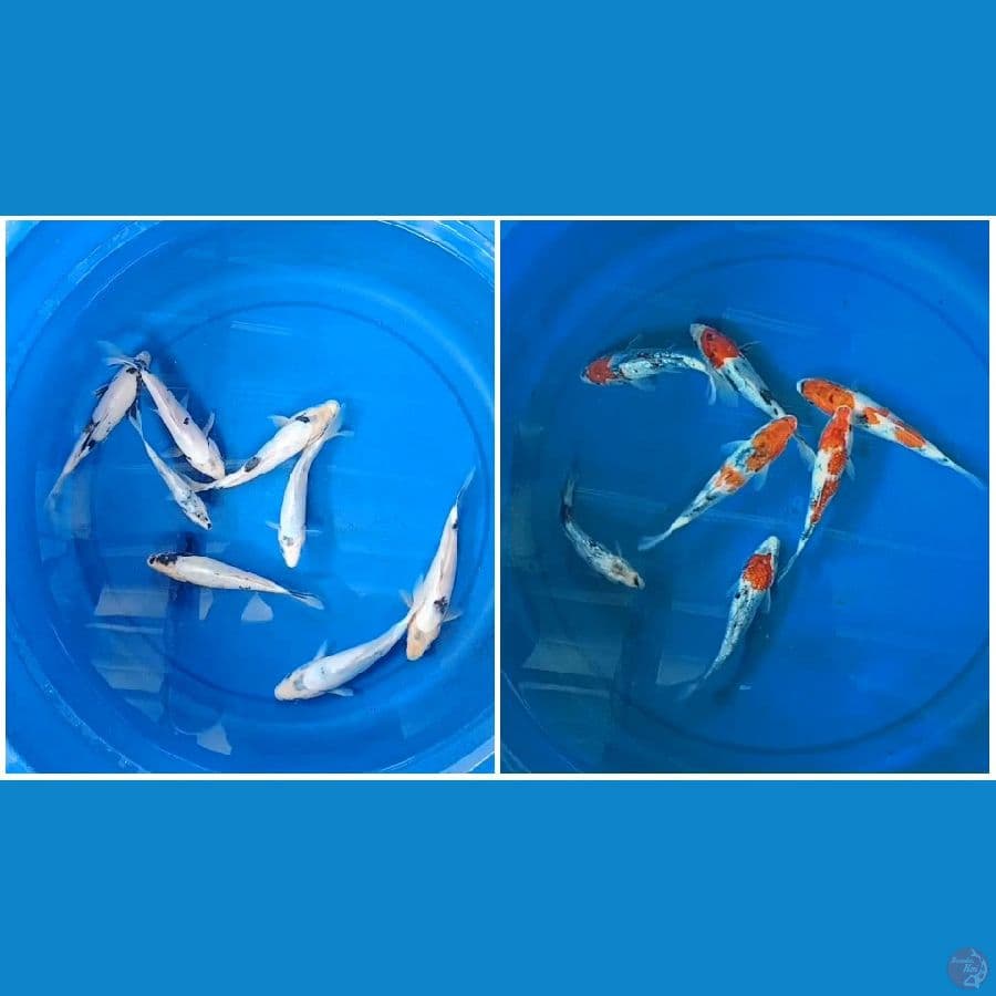 Mix 20 ekor Shiro dan Showa 12-20 cm 