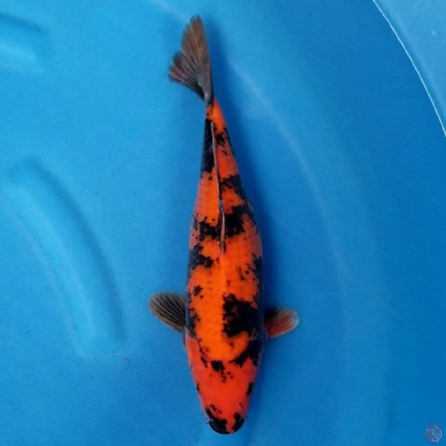 HI UTSURI 31 CM FM