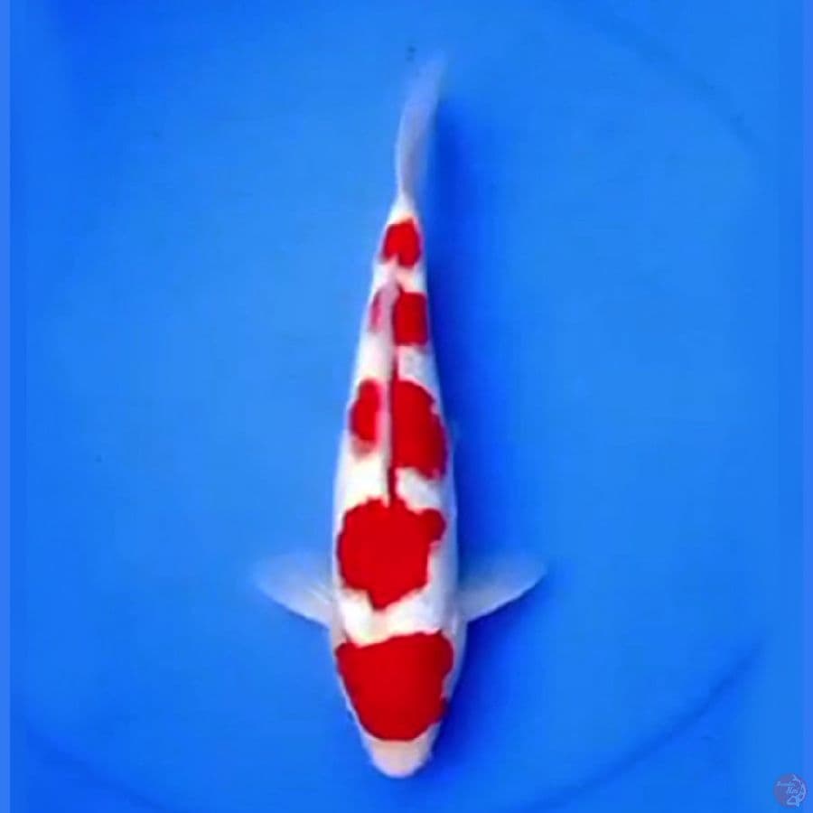 31cm GONDAN KOHAKU MERONA 
