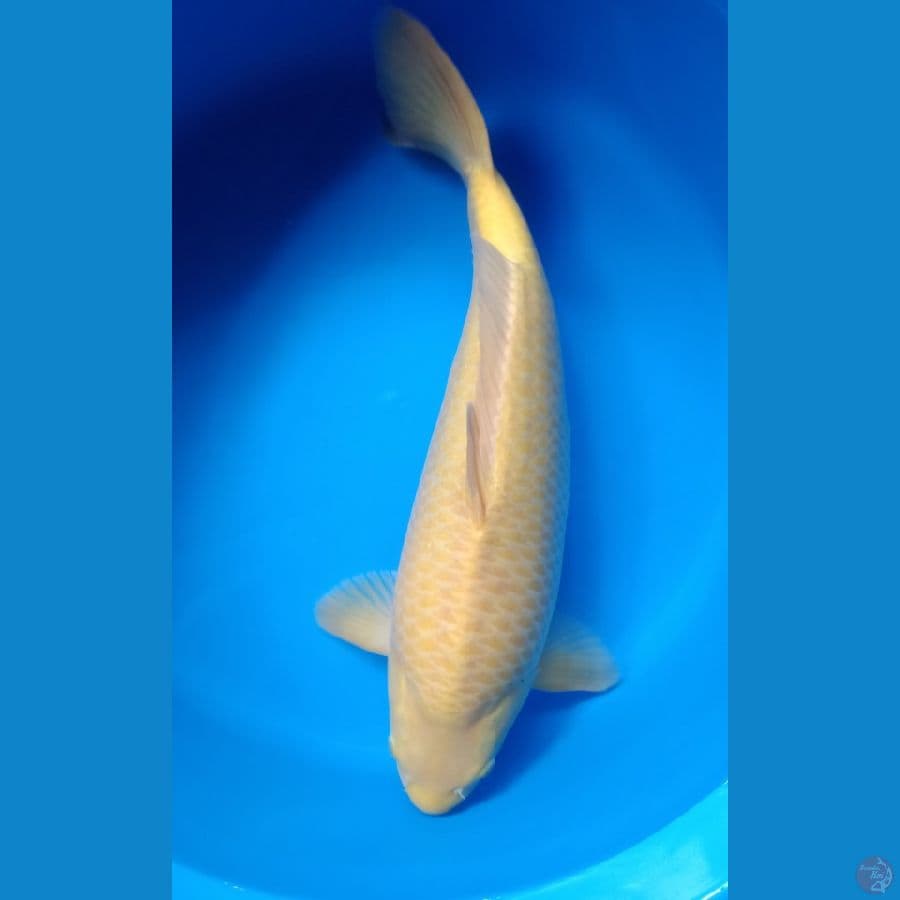 KARASHI CORN JUMBO 50CM MALE