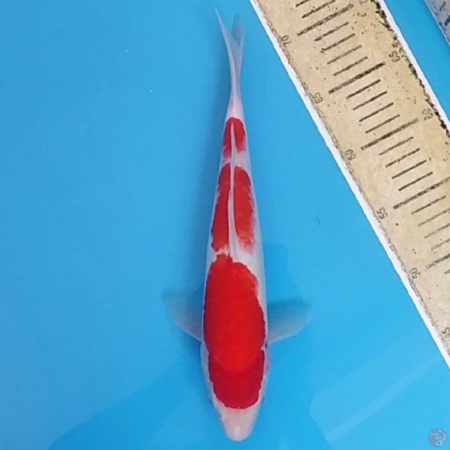 Sandan Kohaku ~31 F