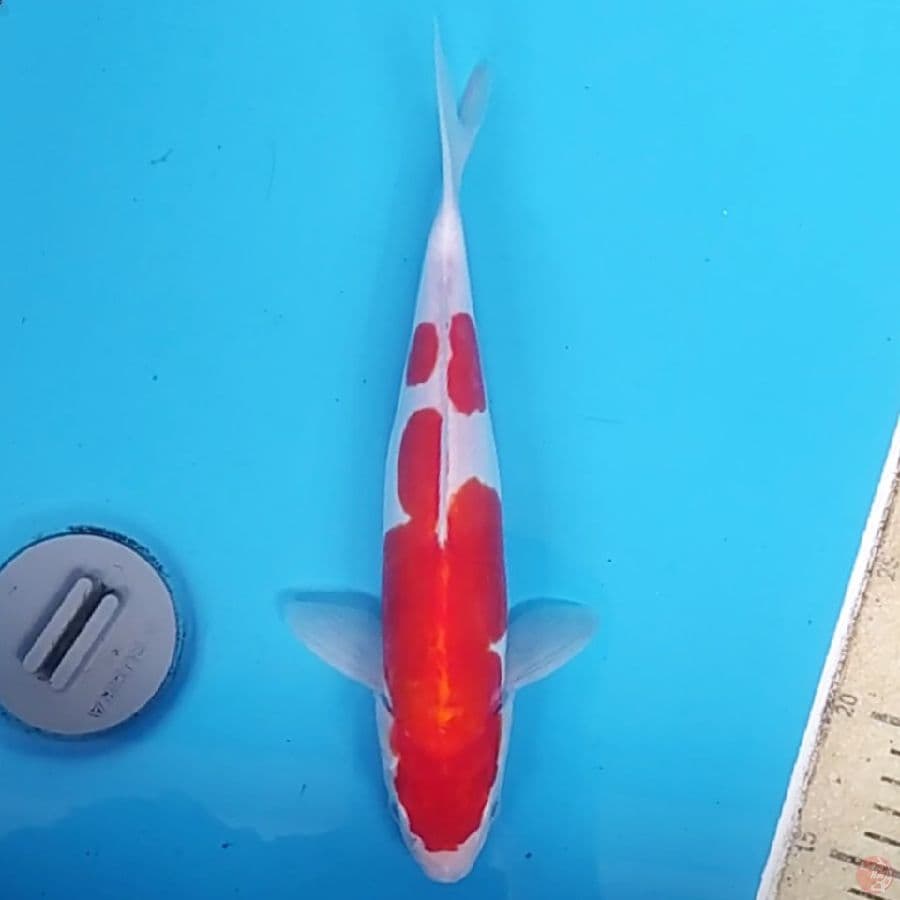Kohaku Doit Murni ~29 M