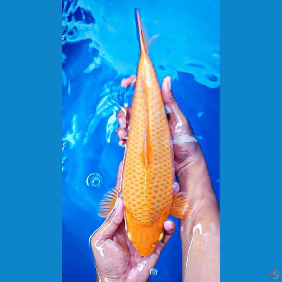 MANGGO CORN 33CM MALE