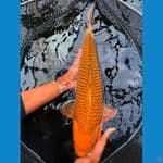 cagoi tembaga godd ring 60 bu male
