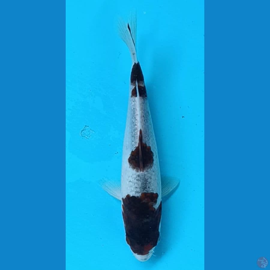 goromo 20 cm