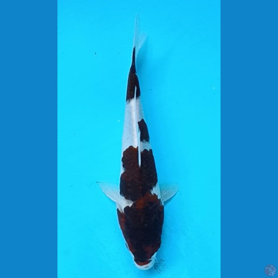 goromo 20 cm