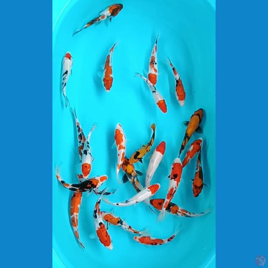 mix 15-20 cm 25 ekor