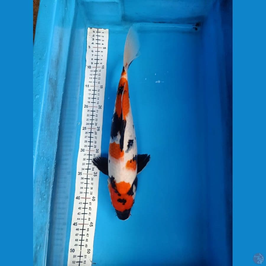 Showa 37cm