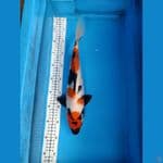 Showa 37cm