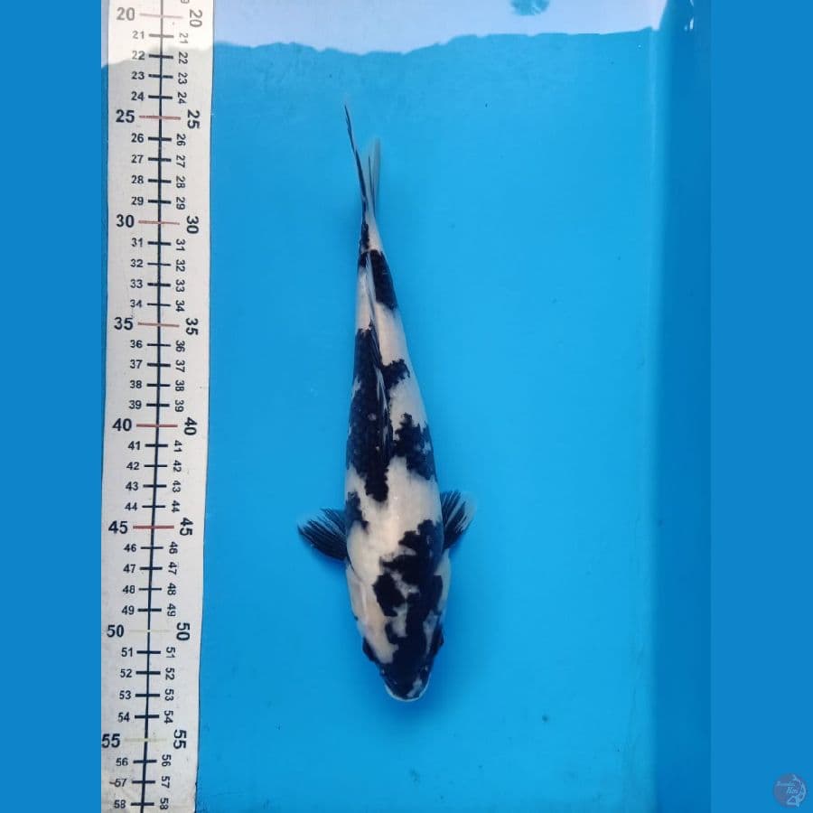 Shiro 26cm