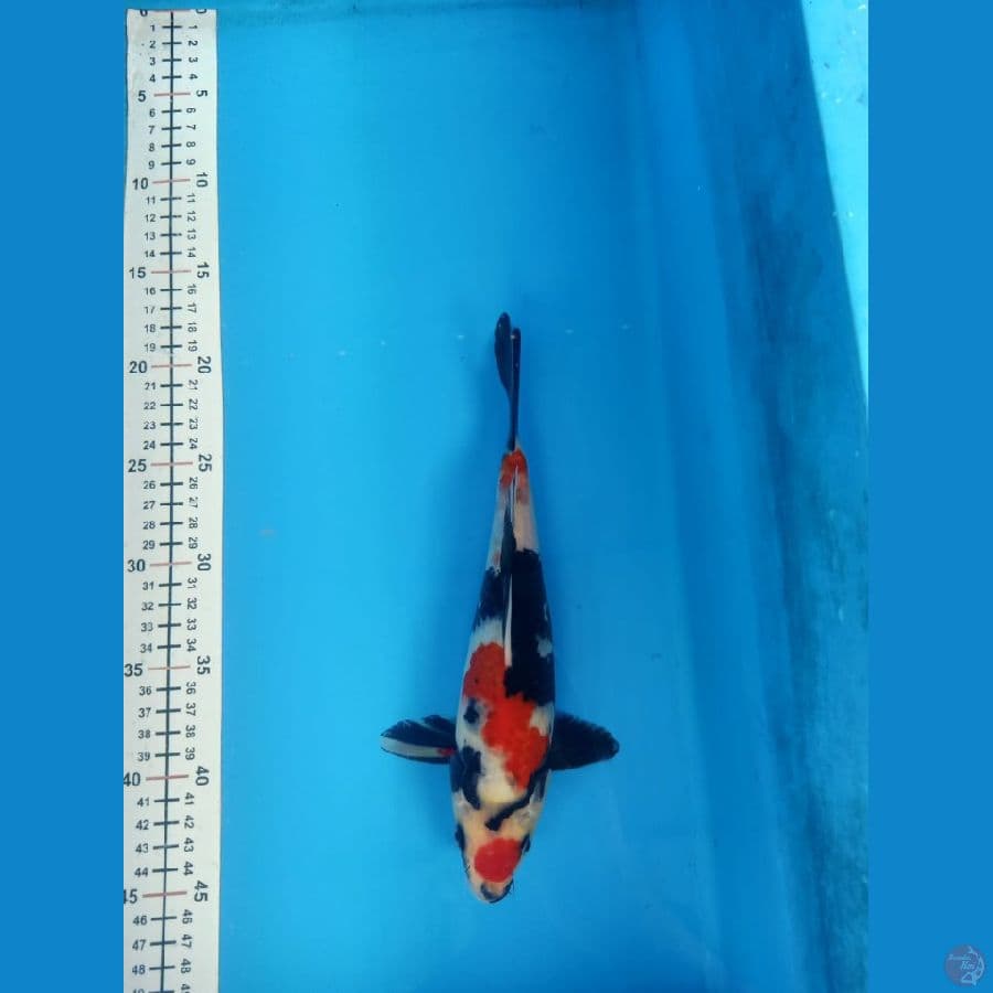 Maruten Showa 25cm