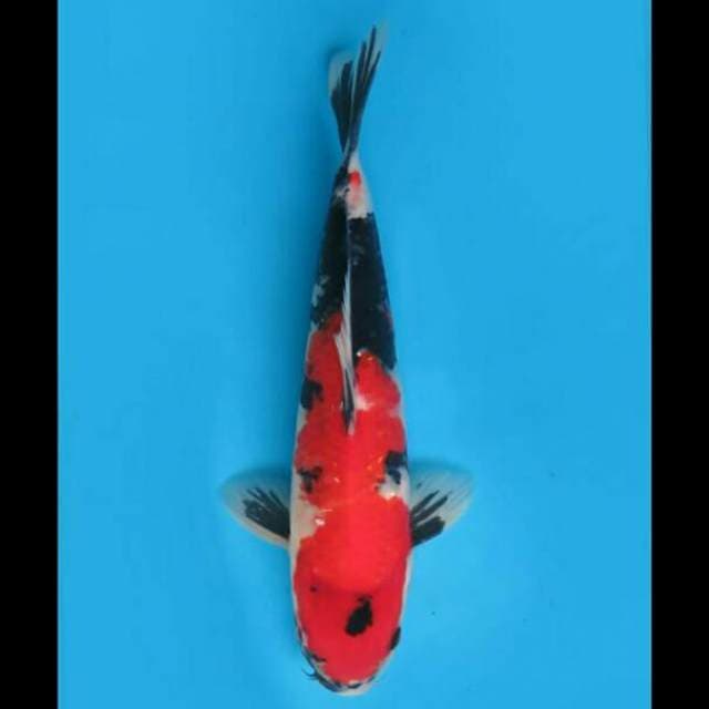 32cm Male - Super Red Showa F1 