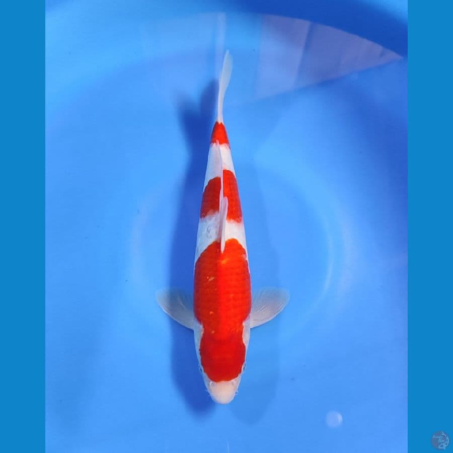 NGPI- KOHAKU 
