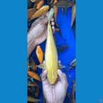 Karashi ginrin 25cm
