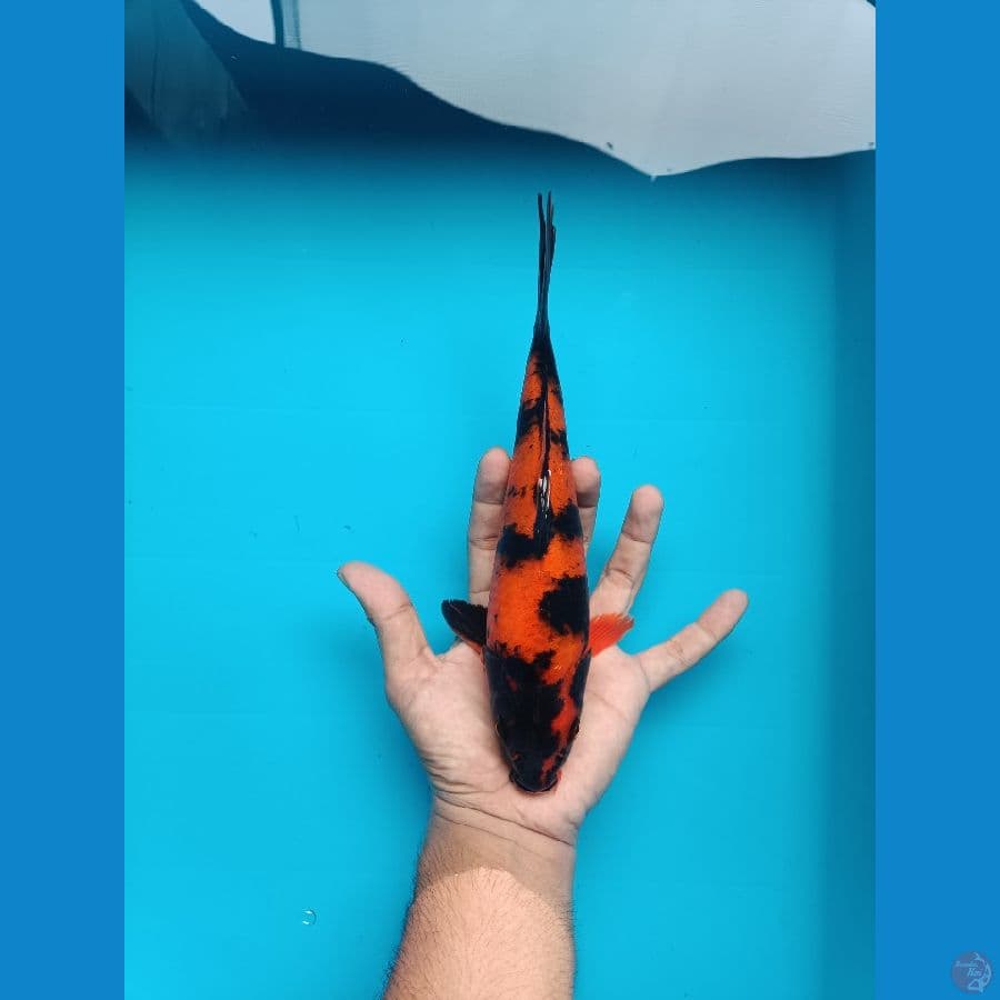 Hi Utsurimono