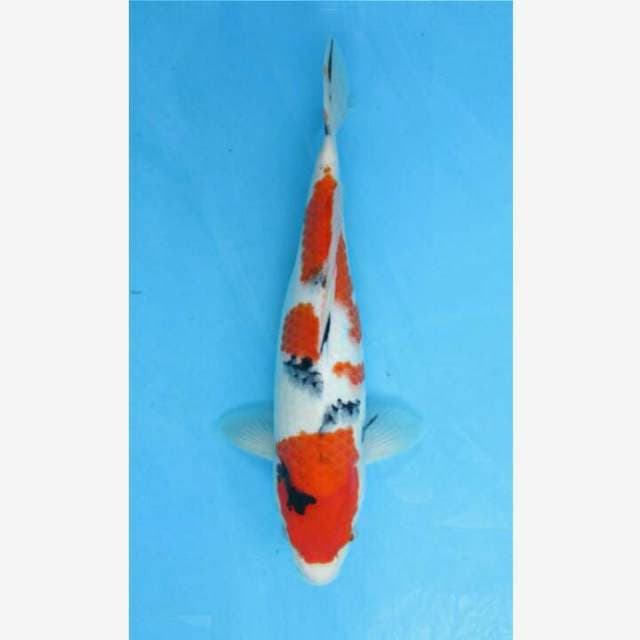 CENDRAWASIH KOI SHOP