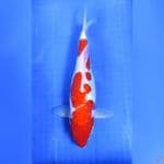 38CM # KOHAKU DOITSU ARAGOKE - F