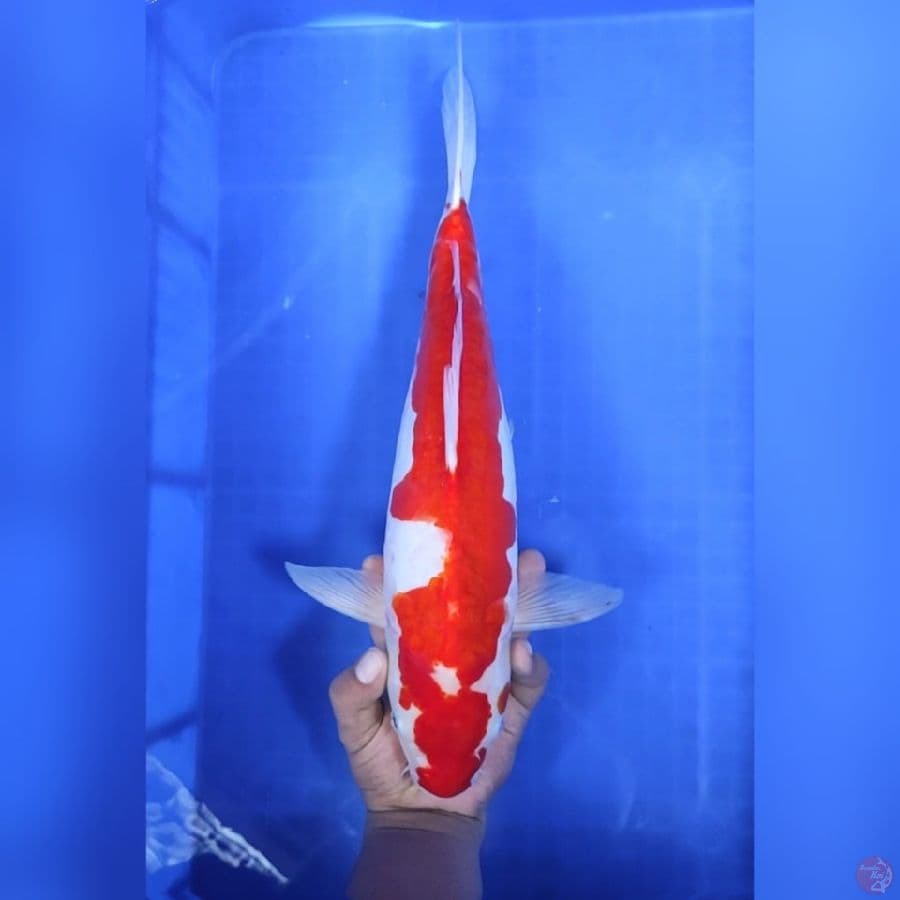 42CM # KOHAKU JUMBO - F