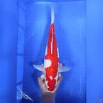 42CM # KOHAKU JUMBO - F