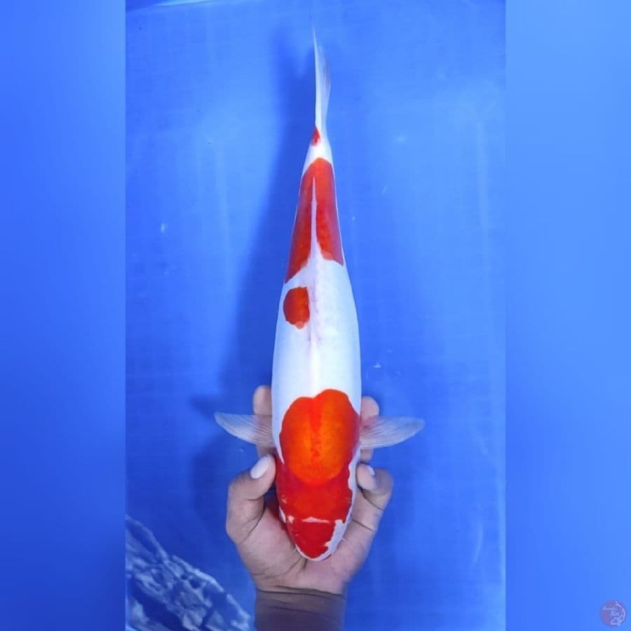 38CM # DOITSU MURNI KOHAKU - F