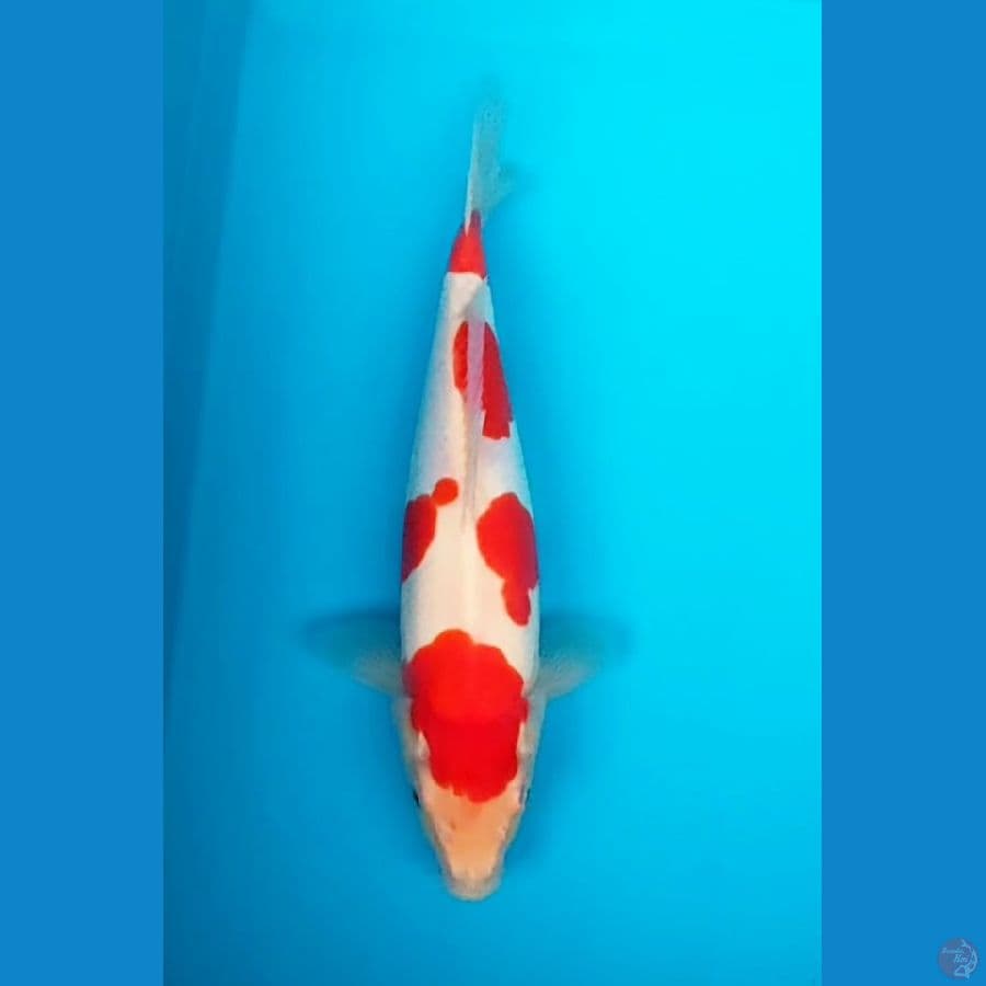 kohaku doitsu murni 28 cm