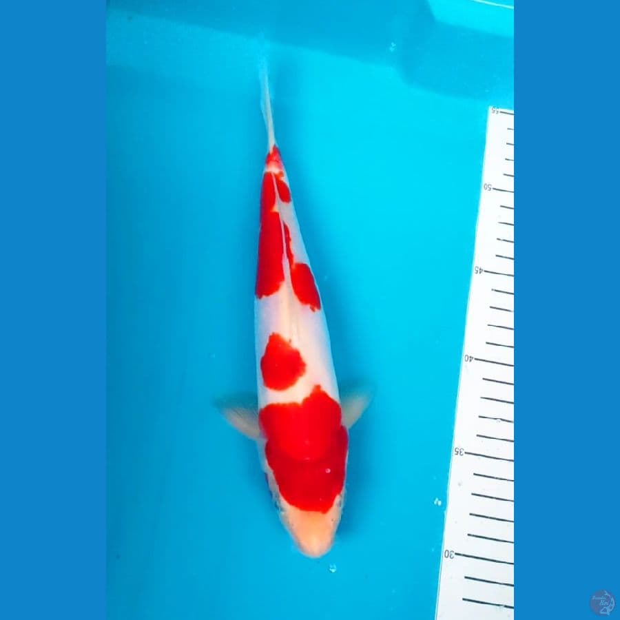 kohaku doitsu murni 26 cm