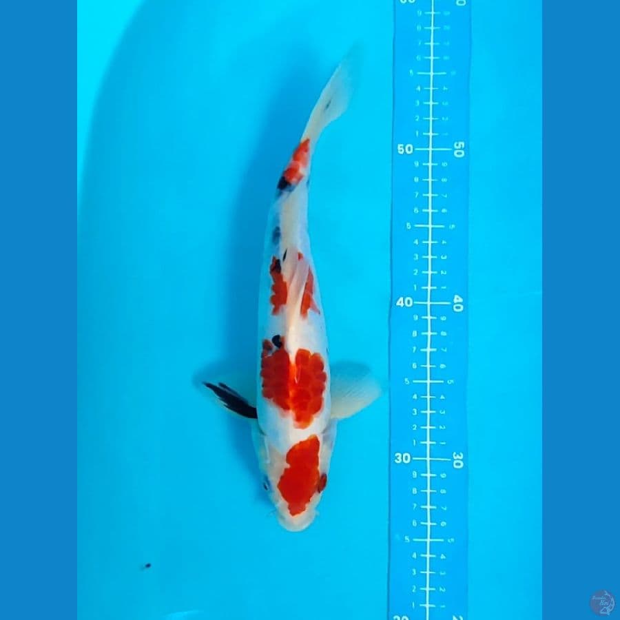 showa tategoi 30 cm