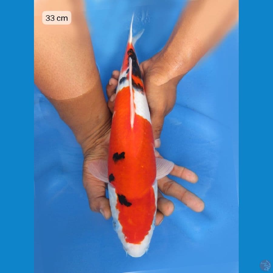 33cm - Sanke Halus HQ