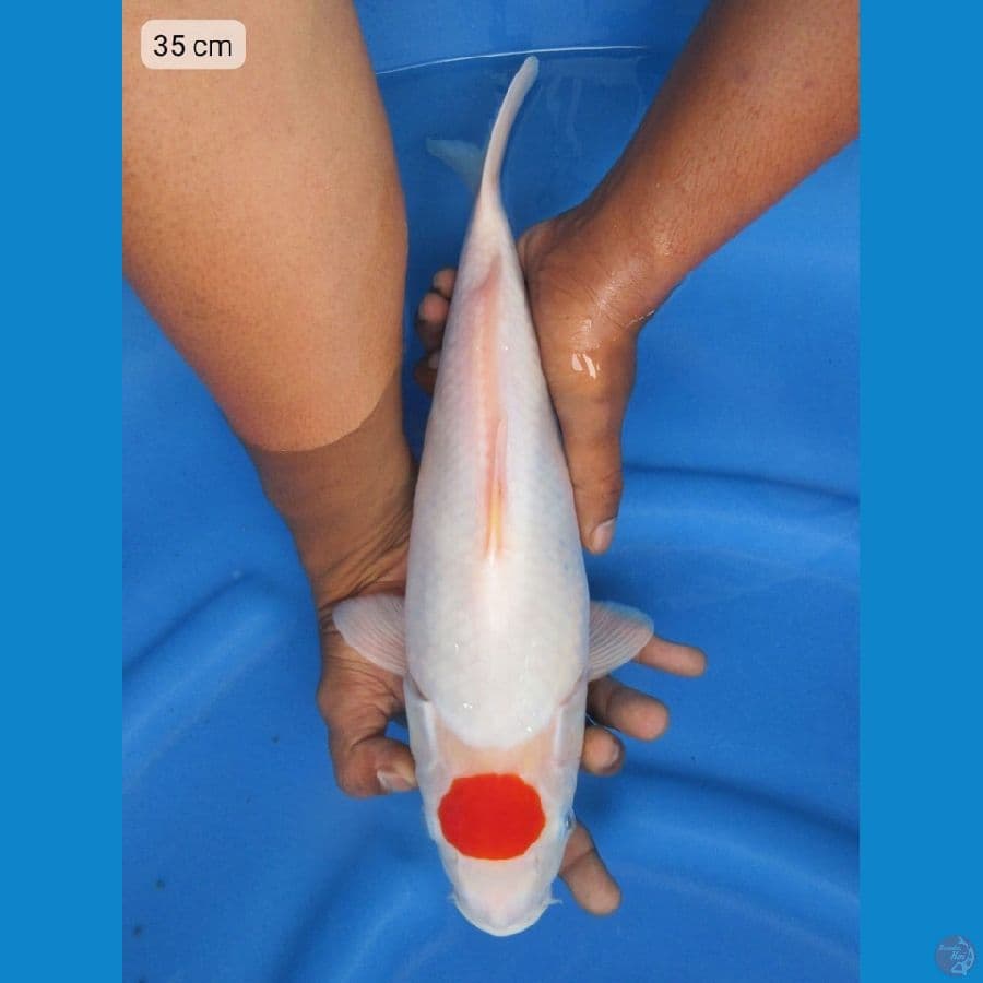 35cm - Tancho ori no bocor