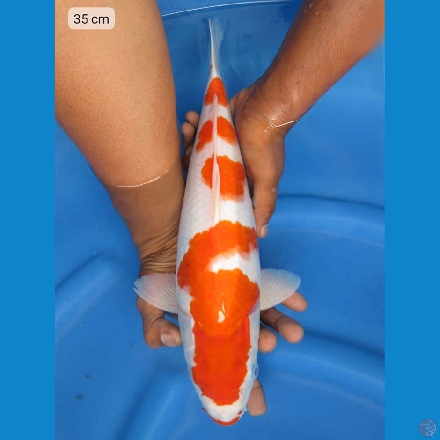 35cm - Kohaku 4 step ori