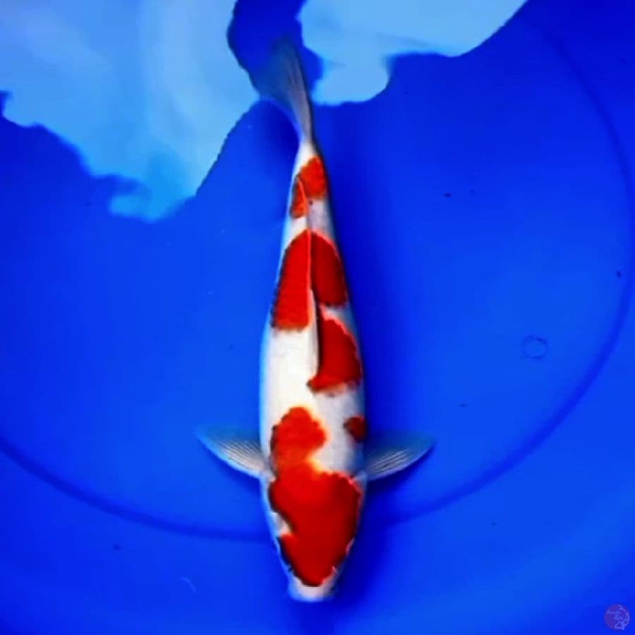 33cm AKAIBARA KOHAKU