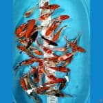 MIX KOI SIZE 15 20 CM 40 EKOR
