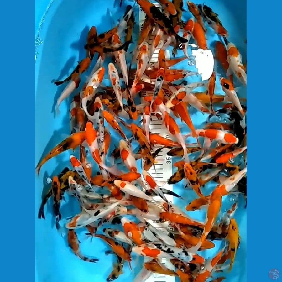 MIX KOI SSIZE 10 15 CM 145 EKOR
