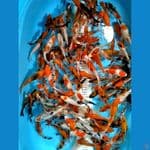 MIX KOI SSIZE 10 15 CM 145 EKOR