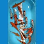 MIX KOI SIZE 20 25 CM 20 EKOR