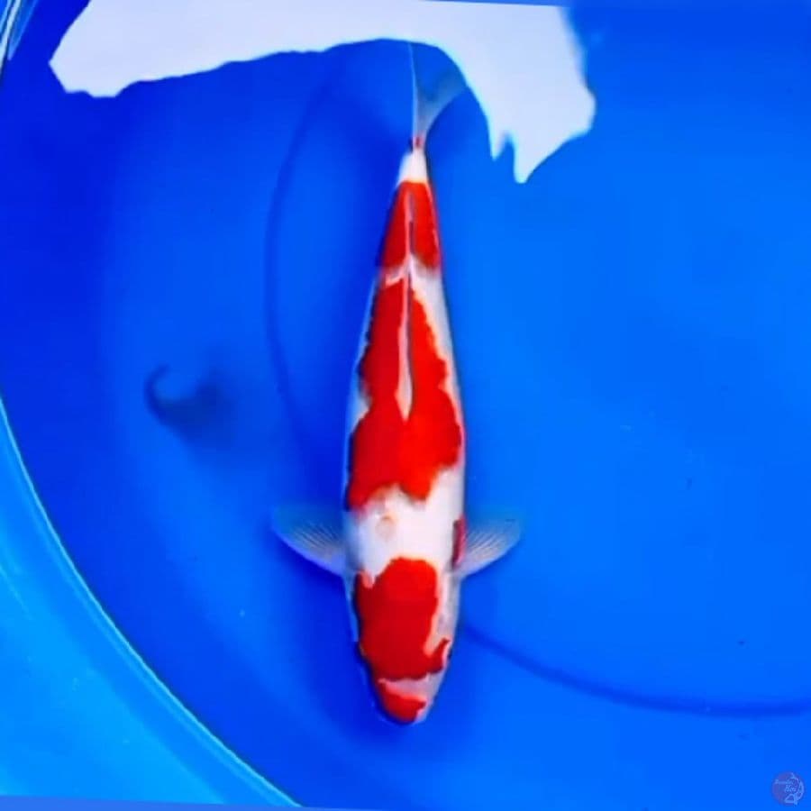 32cm KOHAKU KUCIBENI